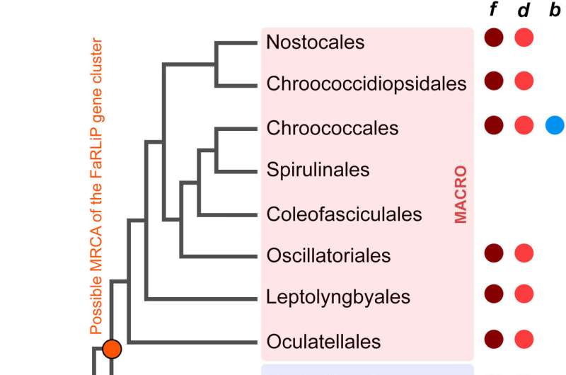 Molecular diversity and evolution of far-red light photosynthesis