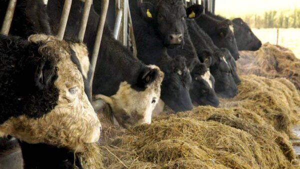 Targeted mineral supplementation for balancing 2023 silages