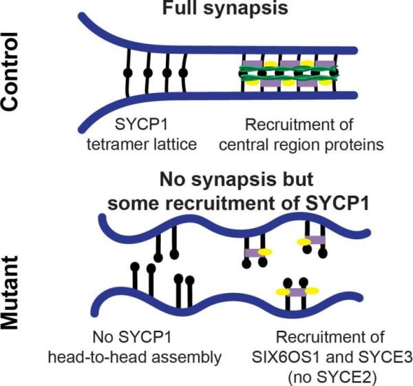 Model of the Synapto<em></em>nemal Complex in Co<em></em>ntrol and Mutant Mice