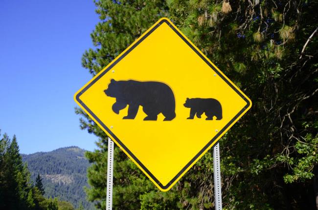 More bears were hit by vehicles from late July to mid-August in Lake Tahoe 