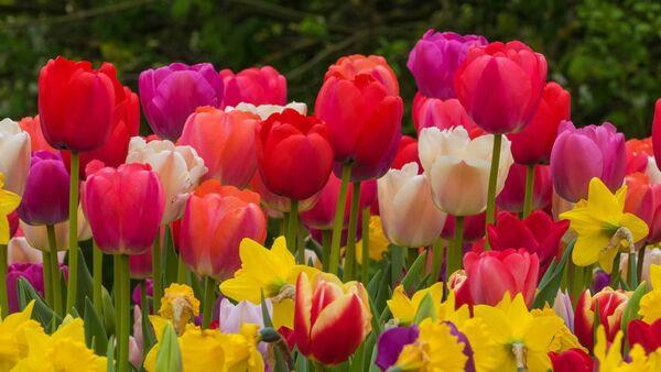Garden Q&A: Will rain ruin the bulbs I planted in September