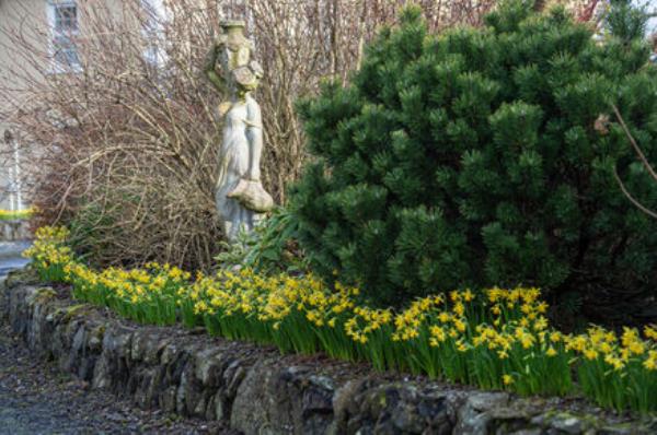 Daffodils on the drive of the Do<em></em>noughmore garden. 