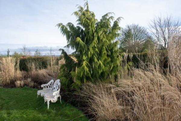 The ghost tree plant. 