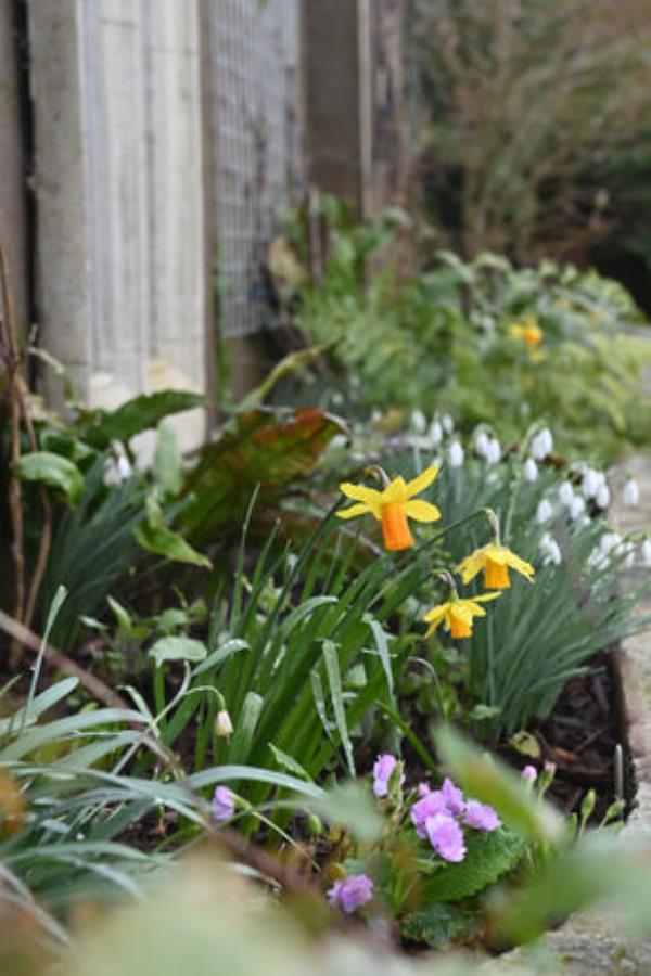 The spring display in the County Cork garden. 