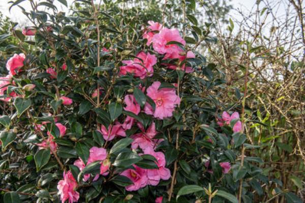 Mount Aso willow in the Do<em></em>noughmore garden.
