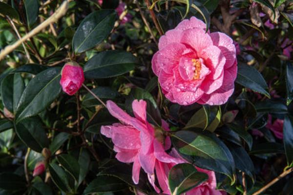 Camellia features in Margaret Naughton's garden.