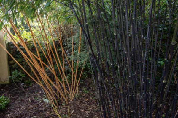 Gold and black bamboo.
