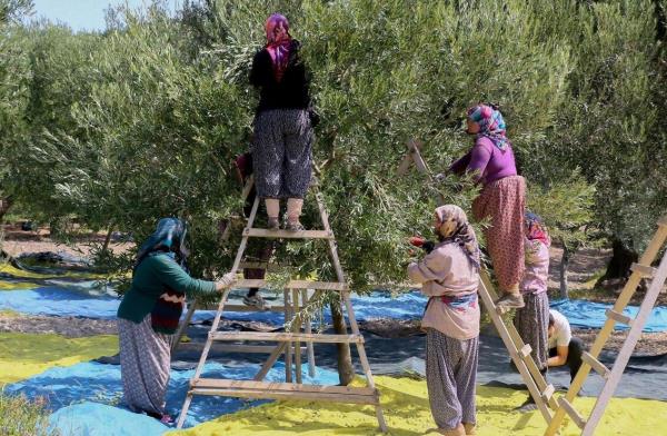 Climate crisis strikes country’s major olive producers