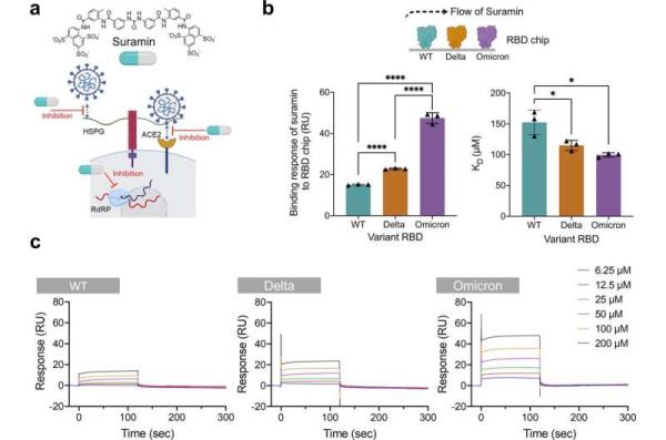 100-Year-Old Treatment Inhibits COVID-19 Infection