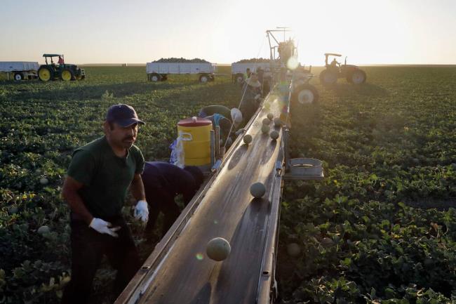 Farmworkers pick melons in the early morning hours in Huron on Sept. 18, 2018. Photo by Marcio Jose Sanchez, AP Photo