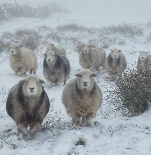 weather snow Herdwicks of Highfields Farm Nestled on the Southern edge of the beautiful Peak District Natio<em></em>nal Park. Farming the lovable Herdwick sheep, with accommodation to enjoy a peaceful stay.